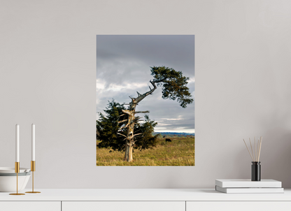 15 x 20″, ChromaLuxe HD Metal Print - ready to hang The Cedar That Weathered It All Nature Photography Print