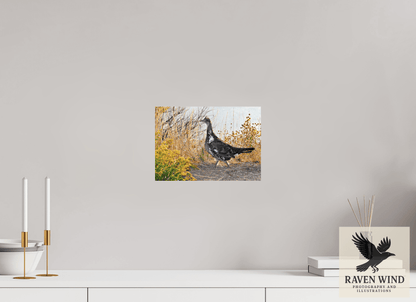 11.4 x 8″, Photo Print On Fuji Crystal DP II - unframed Grounded Grace - a Wild Grouse Nature Photography Print