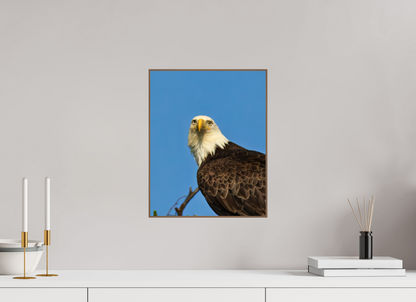 Eyes of the Wild – Bald Eagle in Alaska’s Wilderness Nature Photography Print