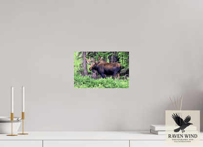 12 x 8″, Photo Print Under Acrylic Glass - ready to hang Watchful Moose Nature Photography Print