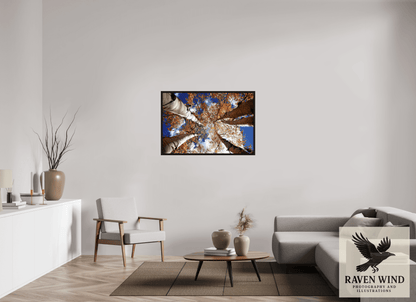 45 x 30″, Floater Frame - black oak frame - ready to hang Reaching for the Sky - Aspens in the Fall Nature Photography Print