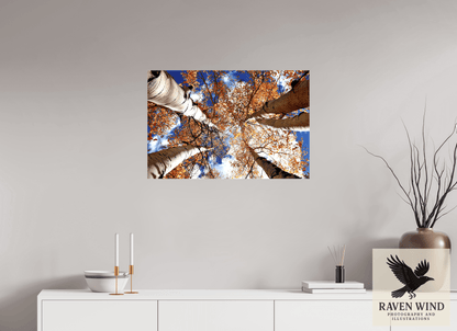 30 x 20″, Print on Canvas - ready to hang or set on a shelf Reaching for the Sky - Aspens in the Fall Nature Photography Print