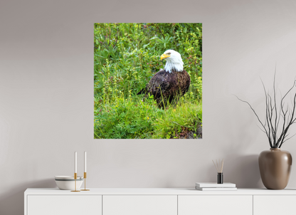 Grounded Majesty – Bald Eagle in Alaska’s Wilderness Nature Photography Print
