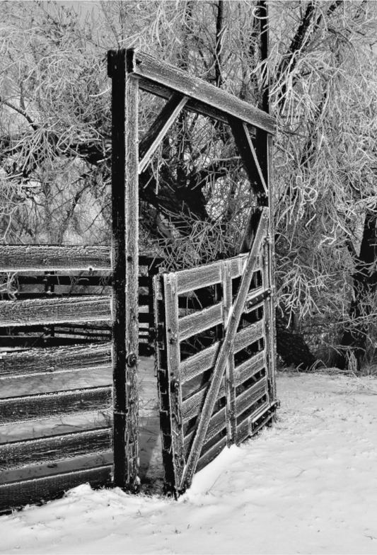 Winter Gate:  Wooden gate in a snowy landscape with trees in the background