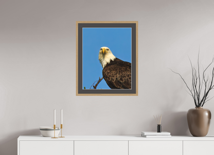 Eyes of the Wild – Bald Eagle in Alaska’s Wilderness Nature Photography Print