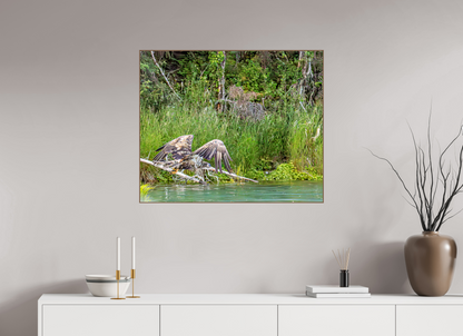 Skimming the Wild – Juvenile Bald Eagle Over the Kasilof River, Nature Photography Print