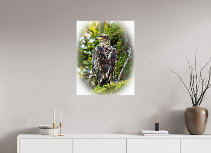 Forest Watch – Young Eagle Among the Pines Nature Photography Print