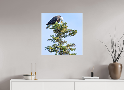 Silent Sentinel – Bald Eagle in Alaska’s Pines Nature Photography Print
