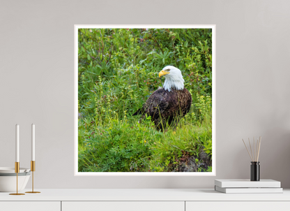 Grounded Majesty – Bald Eagle in Alaska’s Wilderness Nature Photography Print