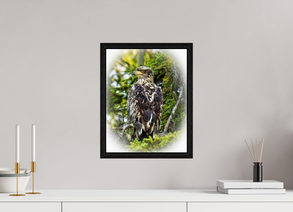Forest Watch – Young Eagle Among the Pines Nature Photography Print
