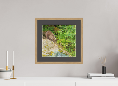 Learning the Ropes Nature Photography Print