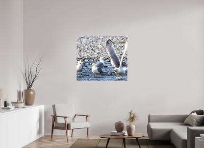 Wings in Motion – Seagulls on the Kasilof River, Alaska Nature Photography Print