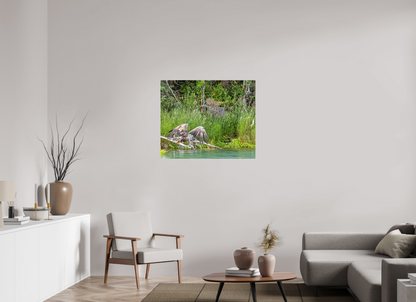 Skimming the Wild – Juvenile Bald Eagle Over the Kasilof River, Nature Photography Print