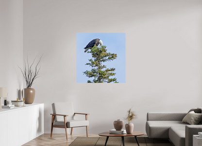 Silent Sentinel – Bald Eagle in Alaska’s Pines Nature Photography Print