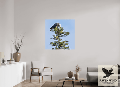 40 x 40.9″, Fine Art Print on Pearl Texture - unframed (email for frame options) Silent Sentinel - Bald Eagle in Alaska's Pines Nature Photography Print
