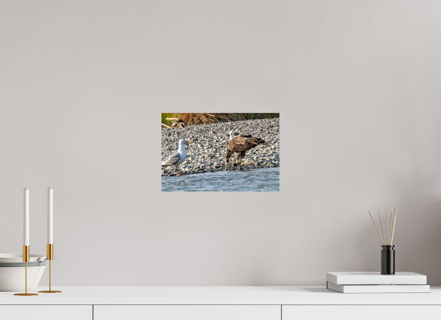 Mine? Mine? – Bald Eagle and Seagull Shoreline Standoff Nature Photography Print