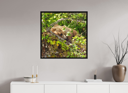 Hide and Peek Nature Photography Print