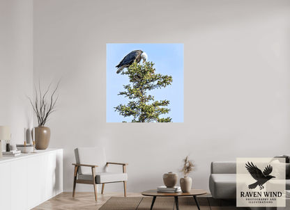 43 x 44.1″, Print on Canvas - ready to hang or set on a shelf Silent Sentinel - Bald Eagle in Alaska's Pines Nature Photography Print