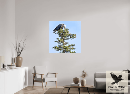 39 x 39.9″, Print on Canvas - ready to hang or set on a shelf Silent Sentinel - Bald Eagle in Alaska's Pines Nature Photography Print