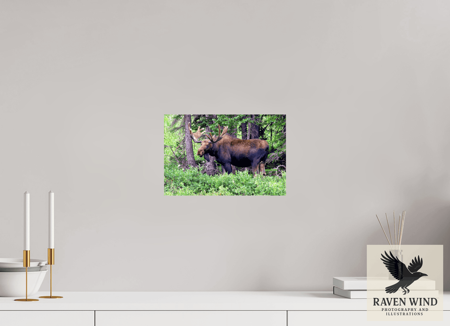 12 x 8″, ChromaLuxe HD Metal Print -ready to hang Watchful Moose Nature Photography Print
