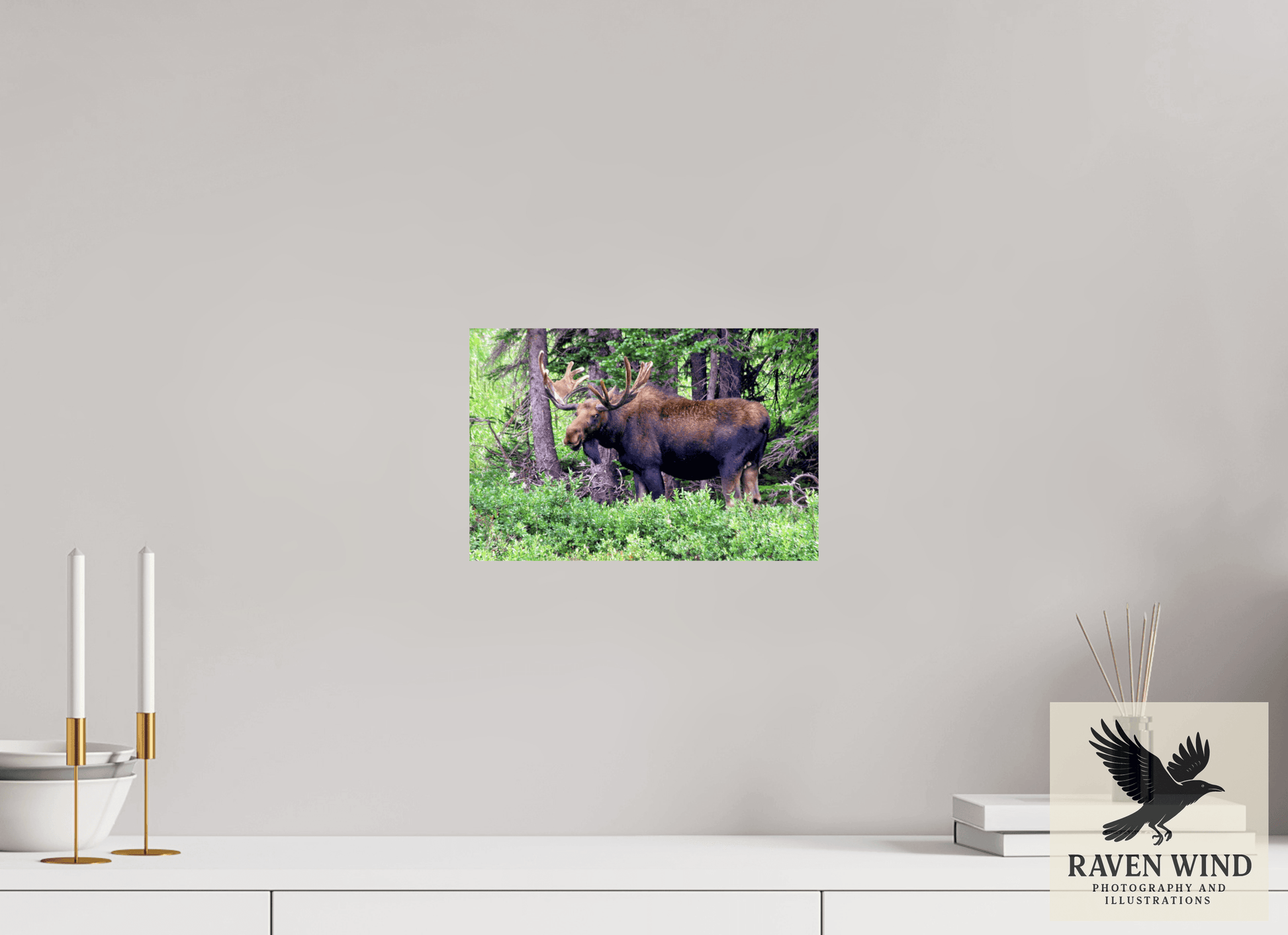 12 x 8″, ChromaLuxe HD Metal Print -ready to hang Watchful Moose Nature Photography Print