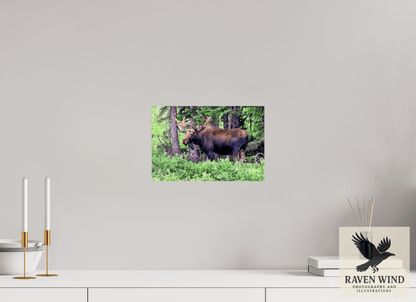 12 x 8″, ChromaLuxe HD Metal Print -ready to hang Watchful Moose Nature Photography Print