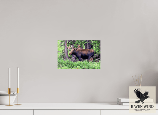 12 x 8″, ChromaLuxe HD Metal Print -ready to hang Watchful Moose Nature Photography Print