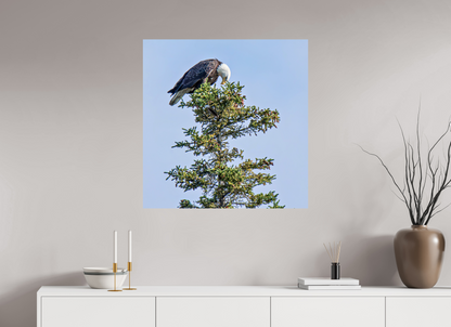 Silent Sentinel – Bald Eagle in Alaska’s Pines Nature Photography Print