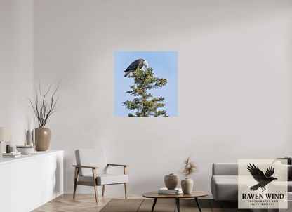 36 x 36.9″, Fine Art Print on Photo Rag Baryta - unframed (email for frame options) Silent Sentinel - Bald Eagle in Alaska's Pines Nature Photography Print