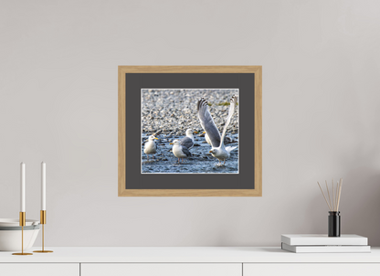 Wings in Motion – Seagulls on the Kasilof River, Alaska Nature Photography Print