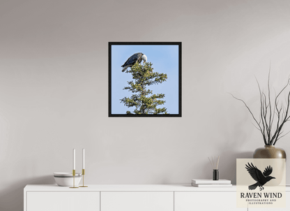 20 x 20.5″, Floater Frame - black oak frame - ready to hang Silent Sentinel - Bald Eagle in Alaska's Pines Nature Photography Print