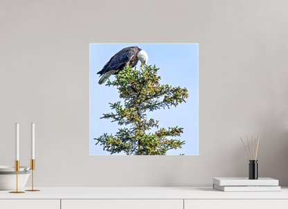 Silent Sentinel – Bald Eagle in Alaska’s Pines Nature Photography Print