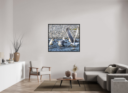 Wings in Motion – Seagulls on the Kasilof River, Alaska Nature Photography Print