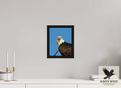 Raven Wind Photography & Illustrations-Eyes of the Wild - Bald Eagle in Alaska Fine Art Wildlife Print -
