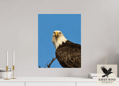 Raven Wind Photography & Illustrations-Eyes of the Wild - Bald Eagle in Alaska Fine Art Wildlife Print -