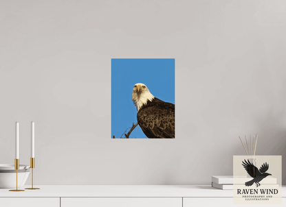 Raven Wind Photography & Illustrations-Eyes of the Wild - Bald Eagle in Alaska Fine Art Wildlife Print -