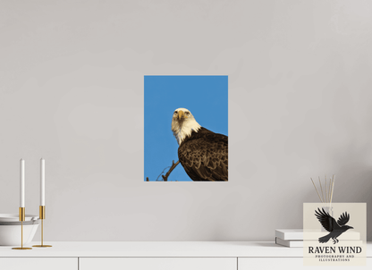 Raven Wind Photography & Illustrations-Eyes of the Wild - Bald Eagle in Alaska Fine Art Wildlife Print -