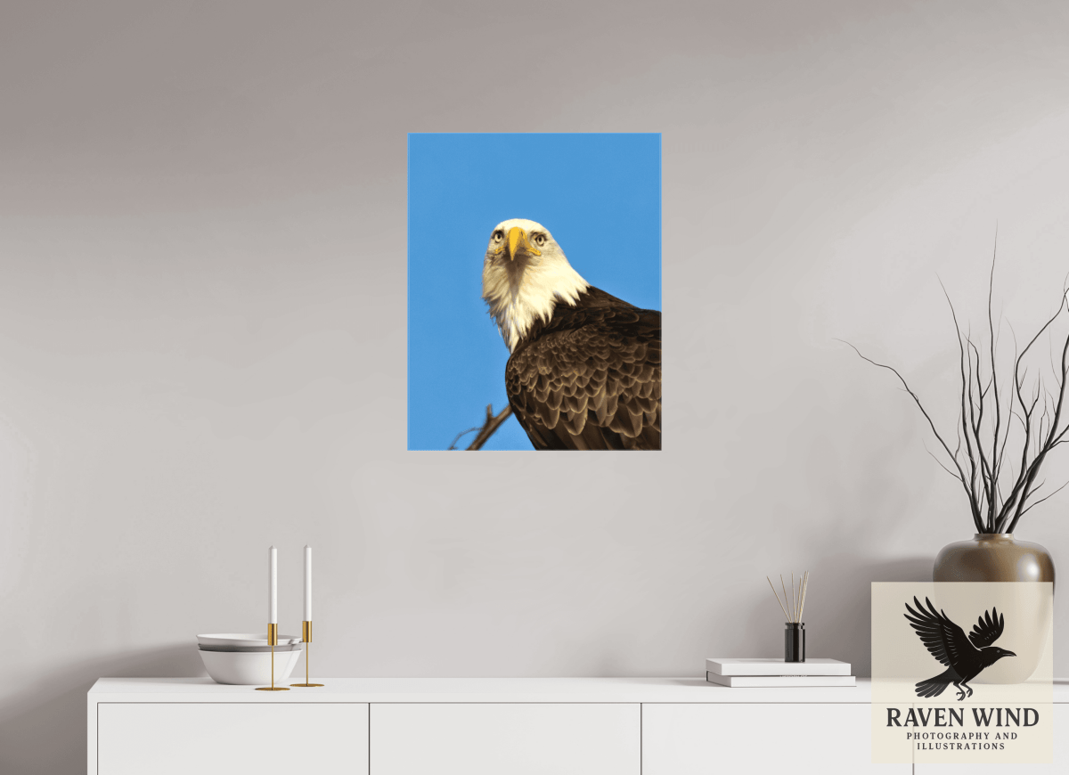 Raven Wind Photography & Illustrations-Eyes of the Wild - Bald Eagle in Alaska Fine Art Wildlife Print -