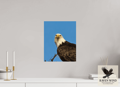 Raven Wind Photography & Illustrations-Eyes of the Wild - Bald Eagle in Alaska Fine Art Wildlife Print -