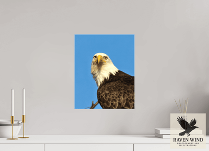 Raven Wind Photography & Illustrations-Eyes of the Wild - Bald Eagle in Alaska Fine Art Wildlife Print -