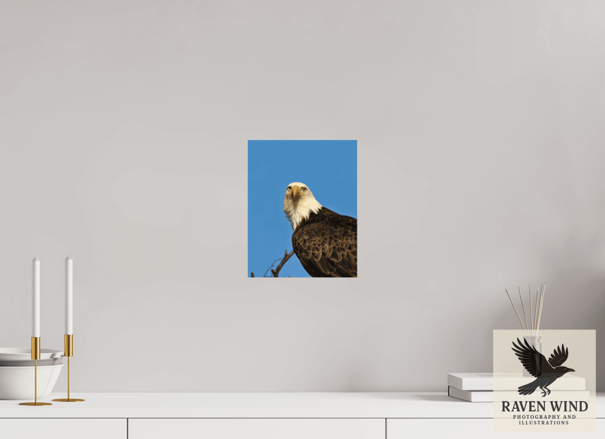 Raven Wind Photography & Illustrations-Eyes of the Wild - Bald Eagle in Alaska Fine Art Wildlife Print -