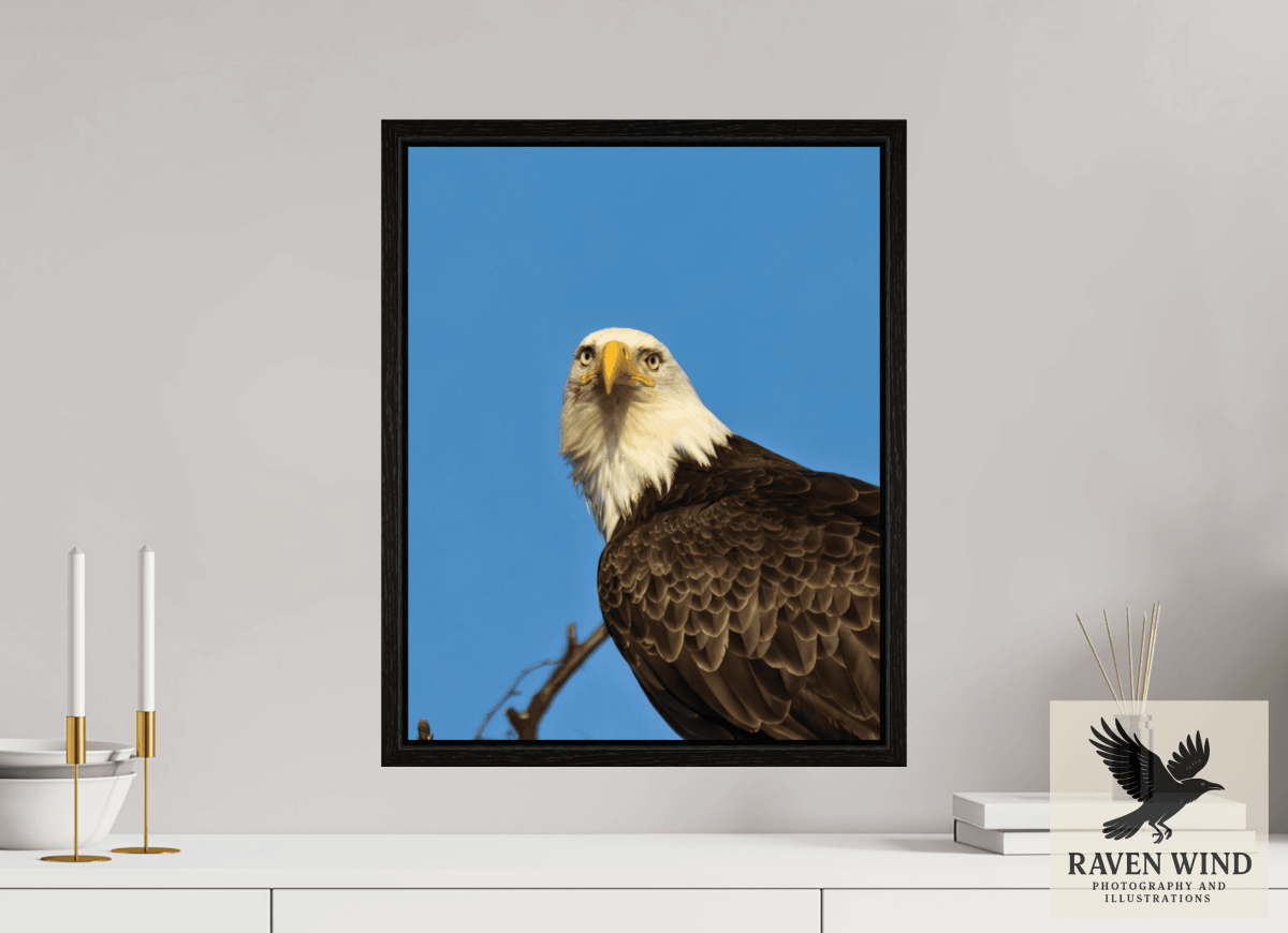 Raven Wind Photography & Illustrations-Eyes of the Wild - Bald Eagle in Alaska Fine Art Wildlife Print -