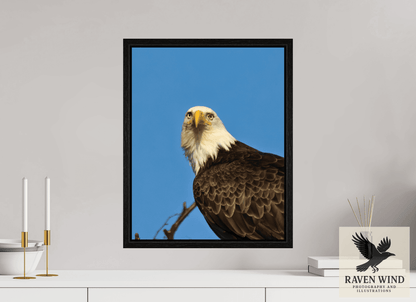 Raven Wind Photography & Illustrations-Eyes of the Wild - Bald Eagle in Alaska Fine Art Wildlife Print -