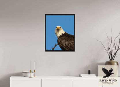 Raven Wind Photography & Illustrations-Eyes of the Wild - Bald Eagle in Alaska Fine Art Wildlife Print -