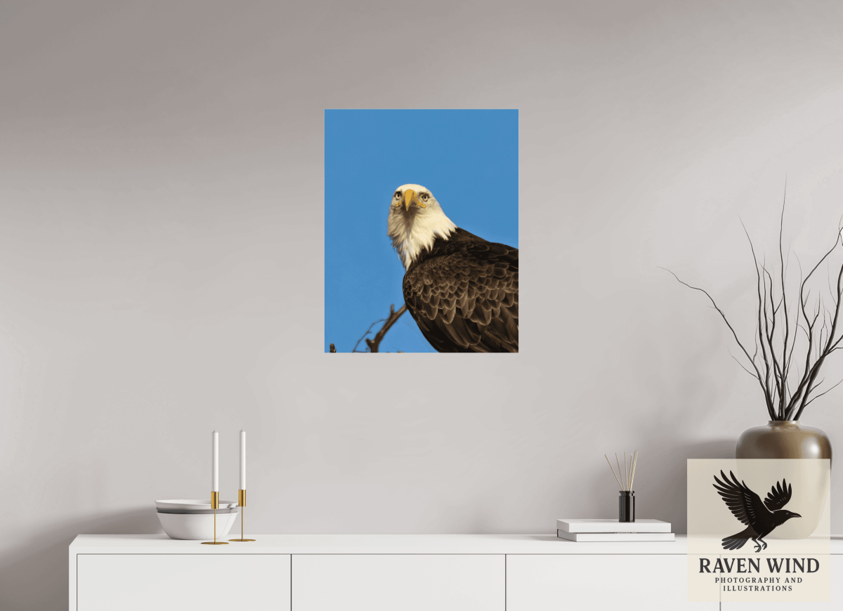 Raven Wind Photography & Illustrations-Eyes of the Wild - Bald Eagle in Alaska Fine Art Wildlife Print -