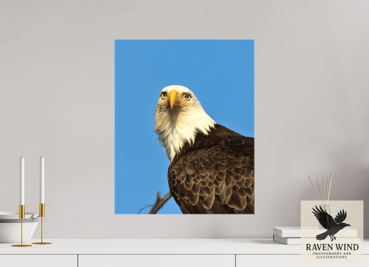 Raven Wind Photography & Illustrations-Eyes of the Wild - Bald Eagle in Alaska Fine Art Wildlife Print -