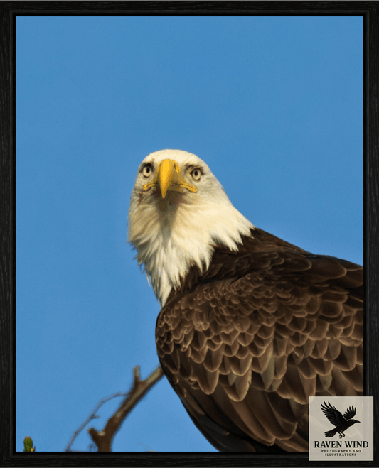 Raven Wind Photography & Illustrations-Eyes of the Wild - Bald Eagle in Alaska Fine Art Wildlife Print -