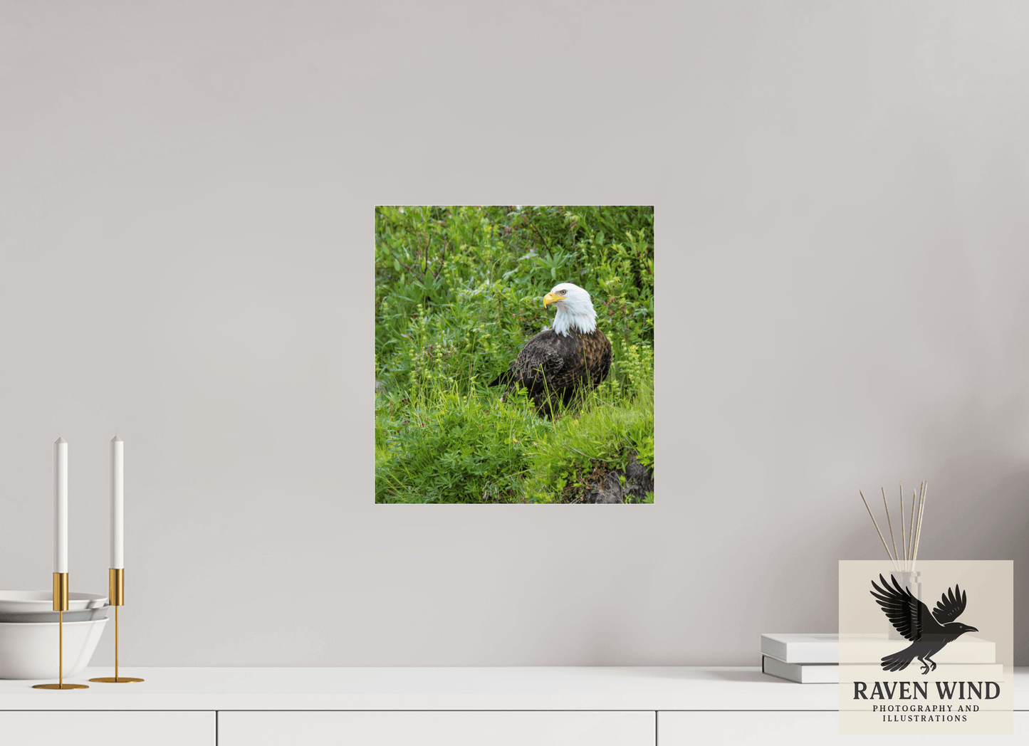 12 x 12.8″, Photo Print Under Acrylic Glass - ready to hang Grounded Majesty - Alaskan Bald Eagle Nature Photography Print