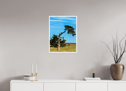 Still Standing – The Cedar That Reached for the Sky