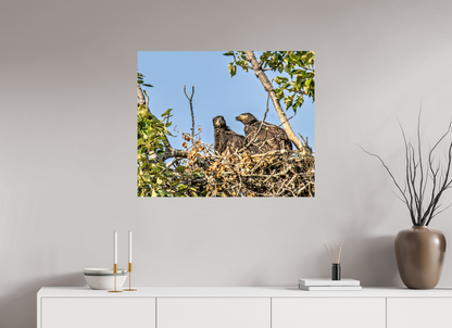 Nestmates – Young Eagles in a Woodland Home – Nature Photography Print